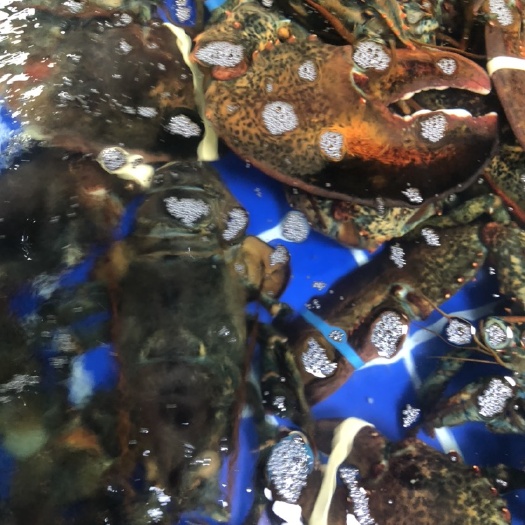 连云港鲜活波士顿龙虾海鲜生鲜特大波斯顿大波龙大龙虾