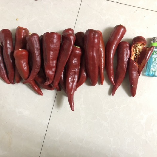巴彦淖尔美国红辣椒  优质千斤红，红玉，美国红大量上市，内蒙古鸿诚农业有限公司