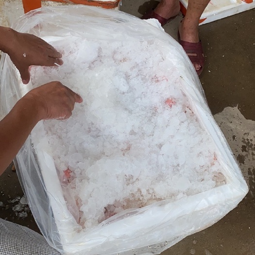 博罗县白条鸽  肉鸽