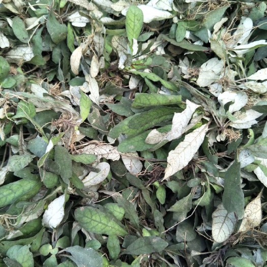 东兰县 白花地胆草  白花地胆头全株