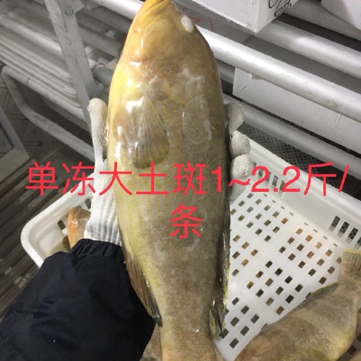 诏安县小黄鱼 海区鱼