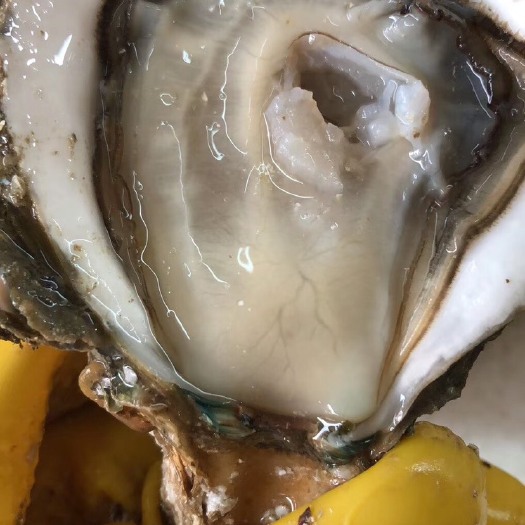 徐闻县湛江牡蛎 湛江生蚝，各种规格都有，地摊专用