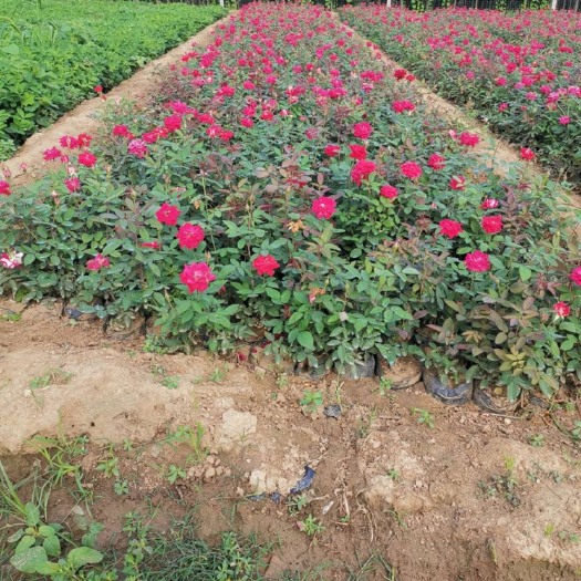 南阳 大花月季丰花月季杯苗30公分月季苗