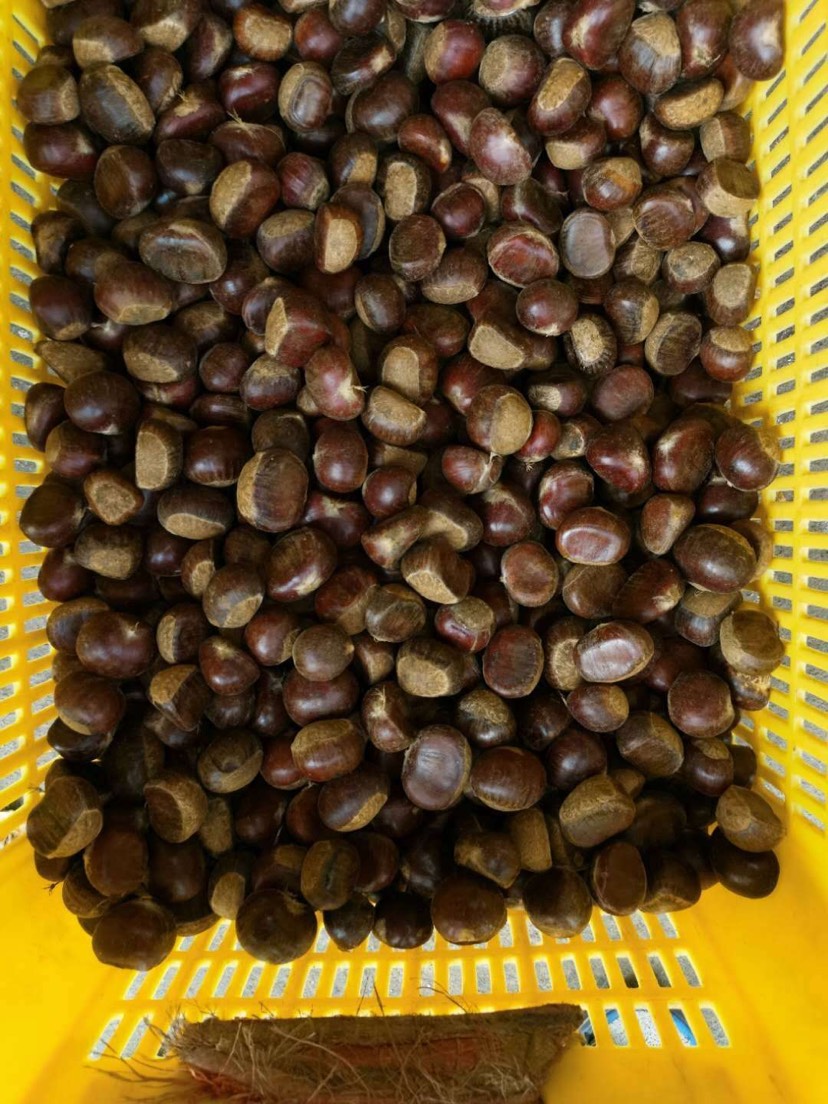 山东油栗 靓货新上市，山东大油栗，外观好看，质量有保证