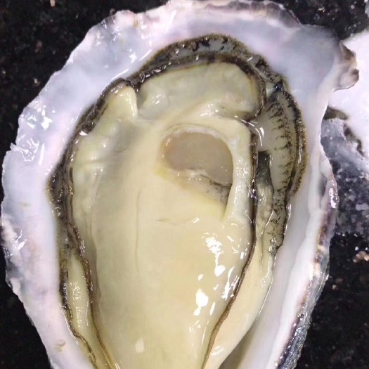 厦门乳山牡蛎 海水 1-2两/只 2-3两/只 鲜活水产