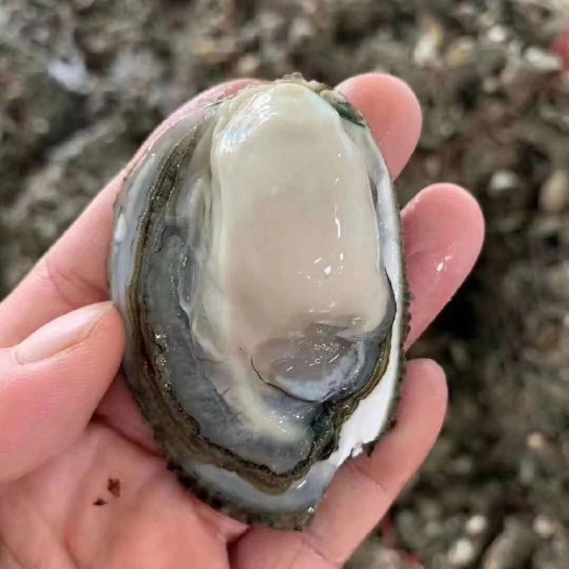 饶平县珍珠蚝  新鲜烧烤蚝当季肥蚝鲜活大生蚝