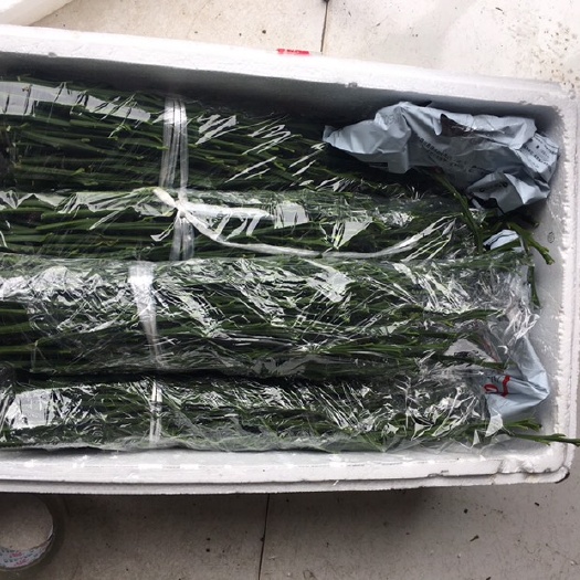 成都纽荷尔脐橙枝条