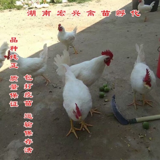 衡阳白羽鸡苗  白公鸡苗厂家直销大红公鸡苗瑶鸡苗血毛鸡苗肉鸡苗