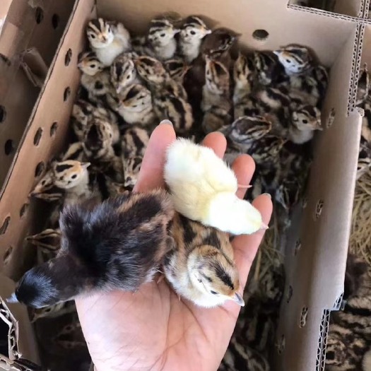 广州山鸡苗 统货 