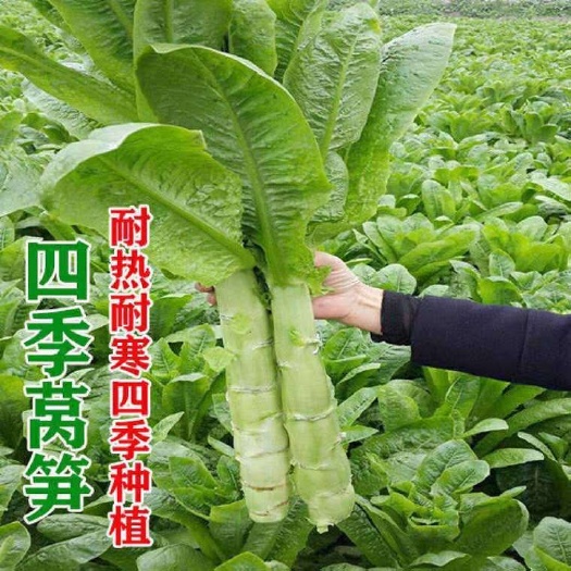 河间市四季莴笋种子 农场菜园易种抗热清香脆嫩耐寒莴笋籽 蔬菜种