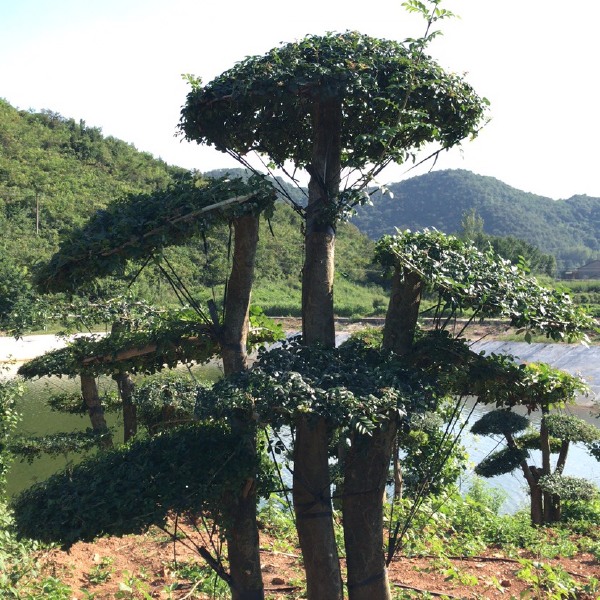 丛生对节白蜡，量大，规格齐全，价格有优势。