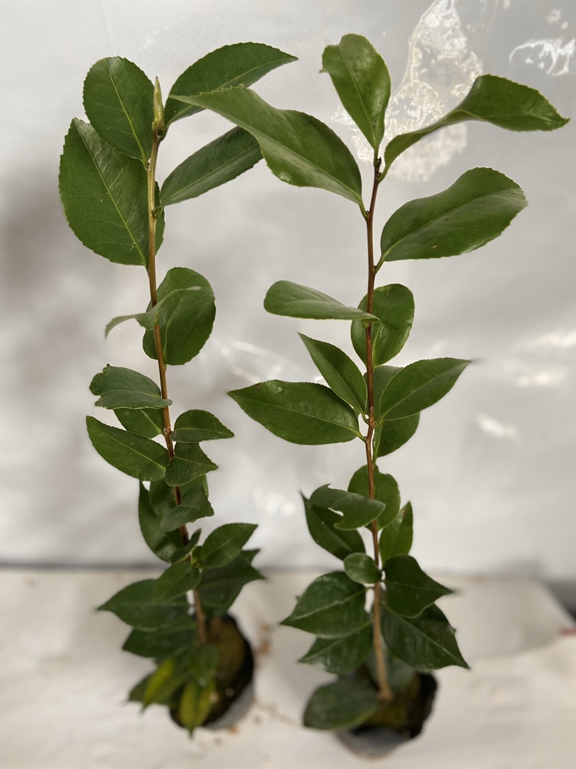 千里香烈香香妃茶花绿植盆栽苗