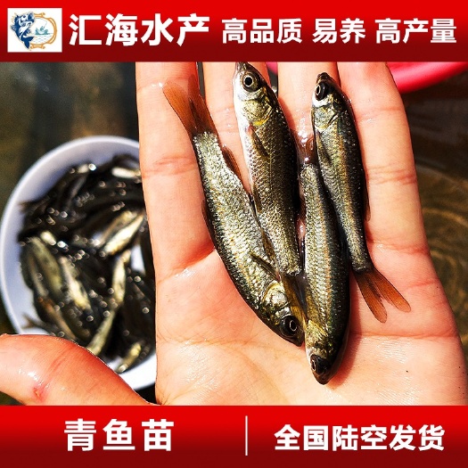 广州汇海水产渔场直供青鱼苗 黑鲩鱼苗 黑草鱼苗 螺丝青鱼苗 灰鲩