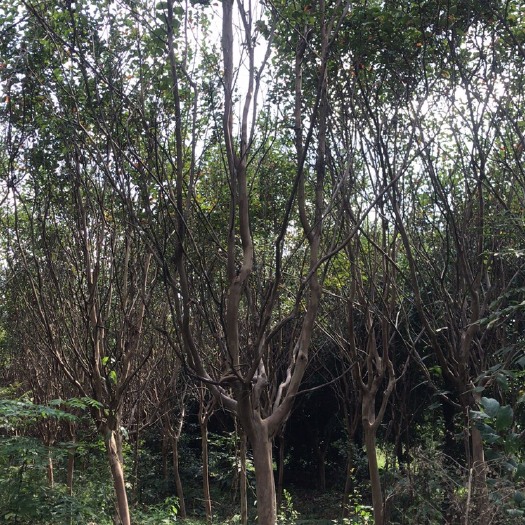 京山市红花紫薇  8公分左右的紫薇，大面积种植。