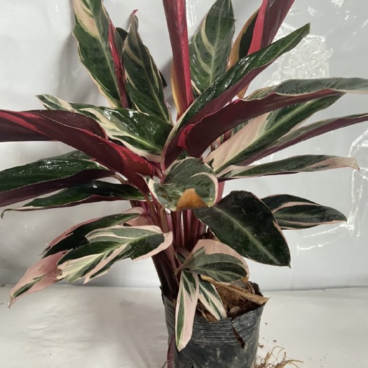 漳平市彩叶箭雨竹芋 七彩竹芋观叶绿植盆栽适合办公室阳台客厅植物