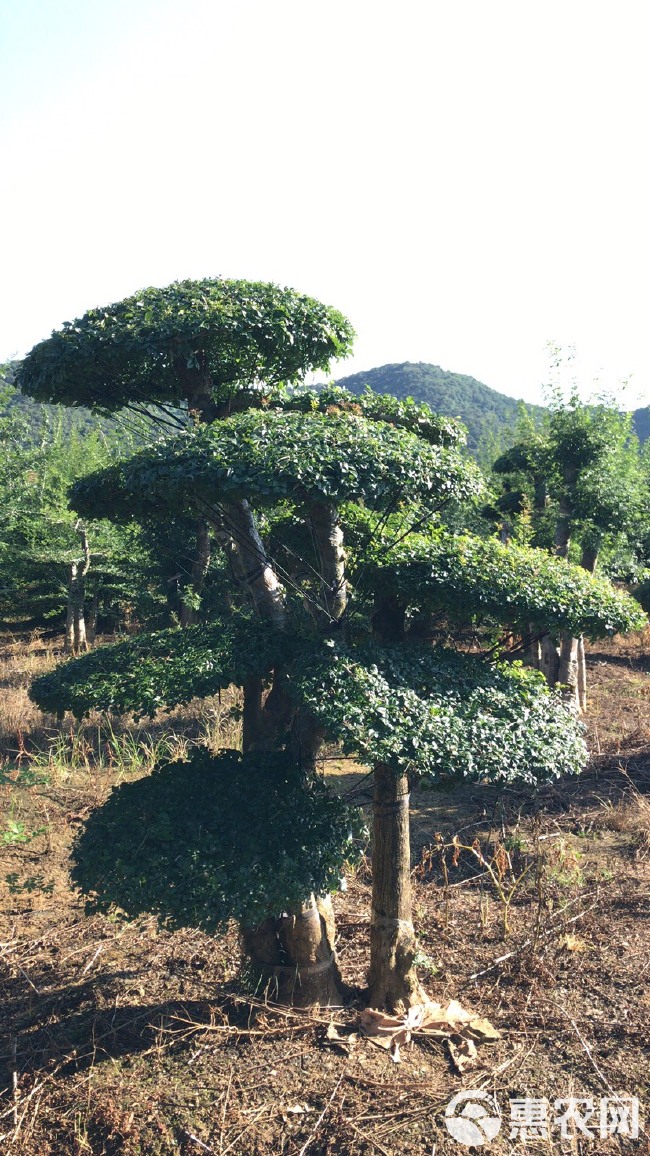 丛生对节白蜡，量大，规格齐全，价格有优势。