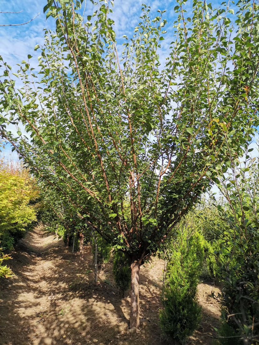 红梅  ，美人梅，榆叶梅，腊梅基地，欢迎到梅花基地来参观考察