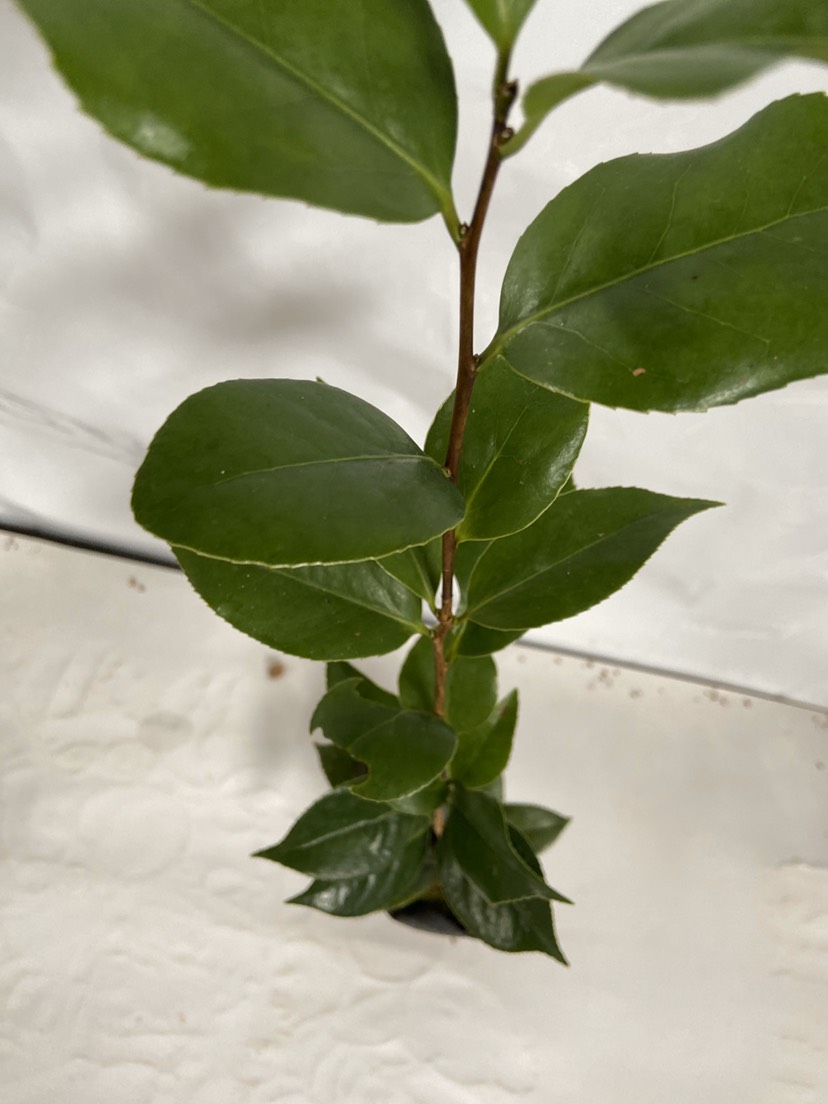 千里香烈香香妃茶花绿植盆栽苗