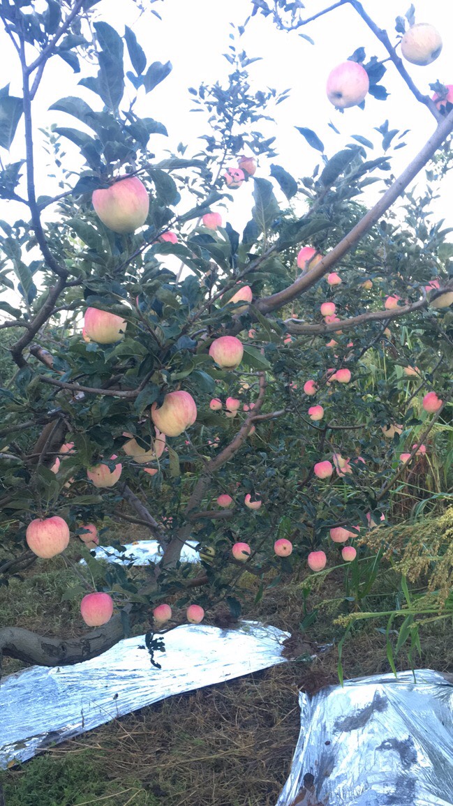  灵宝高山纸袋花冠苹果 现摘现发