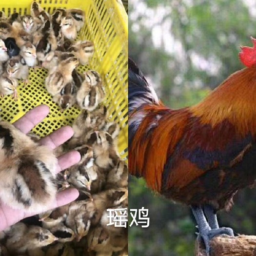 南宁黑瑶鸡苗