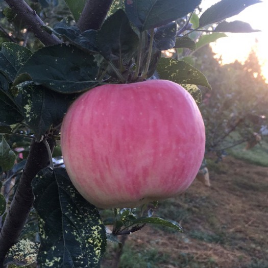 灵宝市 灵宝高山纸袋花冠苹果 现摘现发