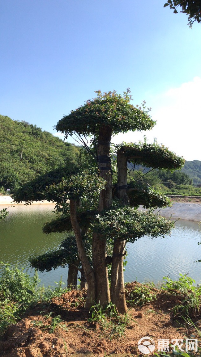 丛生对节白蜡，量大，规格齐全，价格有优势。