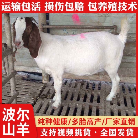 灌云县波尔山羊大白羊羊崽孕羊种羊