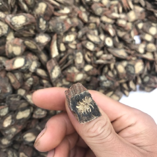 亳州紫花丹参  各个产地丹参直销，各种规格，一手货源