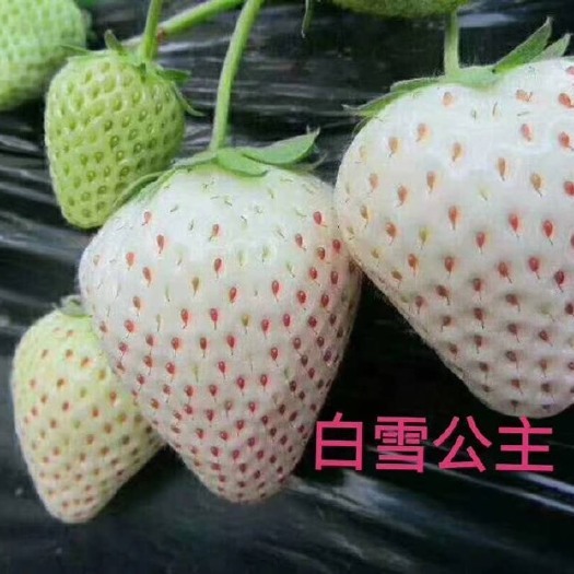 泰安白雪公主草莓苗 20~30公分 地栽苗 