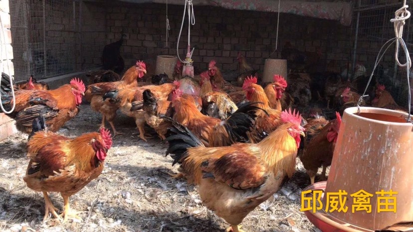 南宁 快大良凤花鸡苗金陵花鸡广西品种包打疫苗包运输路损