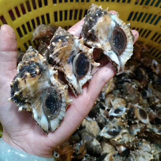 阳江海角螺