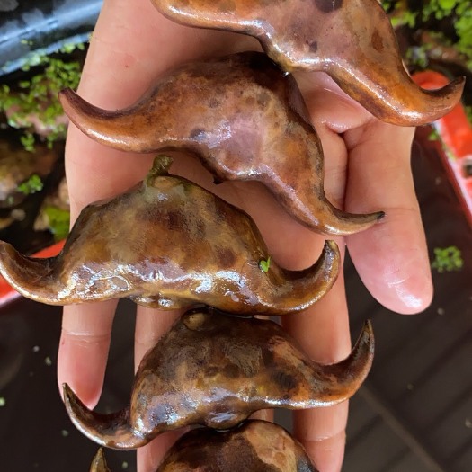 汕头菱角 第一手货源，每天新鲜采摘，嫩角100斤起批
