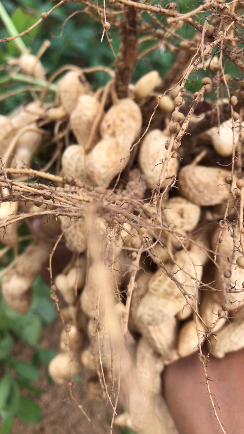 鲜花生  精品新鲜大白沙