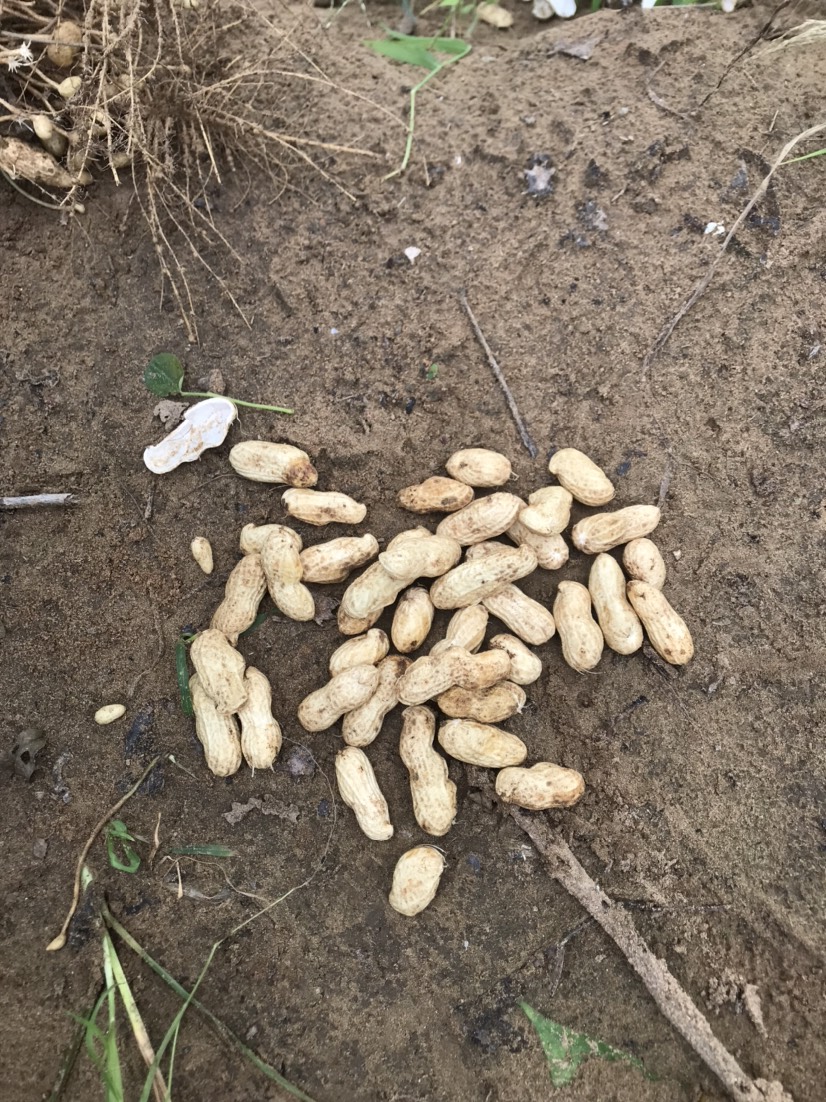 鲜花生  精品新鲜大白沙