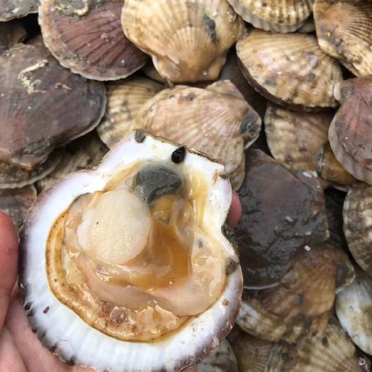 连云港鲜活扇贝  鲜活红扇贝 鲜活红毛贝  贝壳类水产新鲜