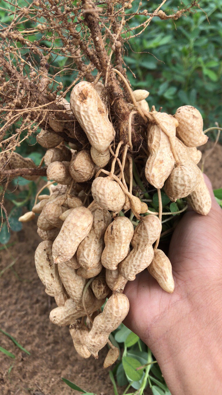鲜花生  精品新鲜大白沙