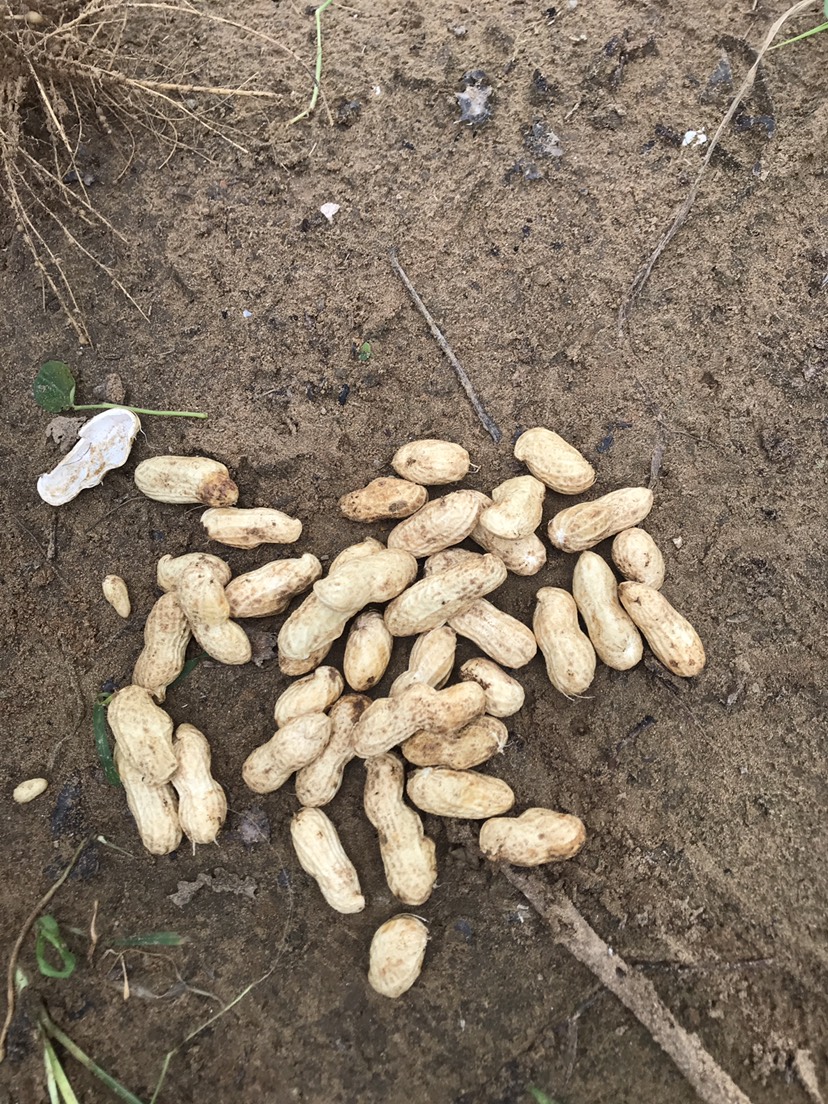 鲜花生  精品新鲜大白沙