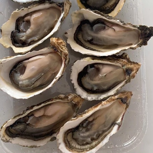 饶平县三倍体生蚝 拒绝冷冻，当天上水产品，清洗干净.让您无后顾之忧。