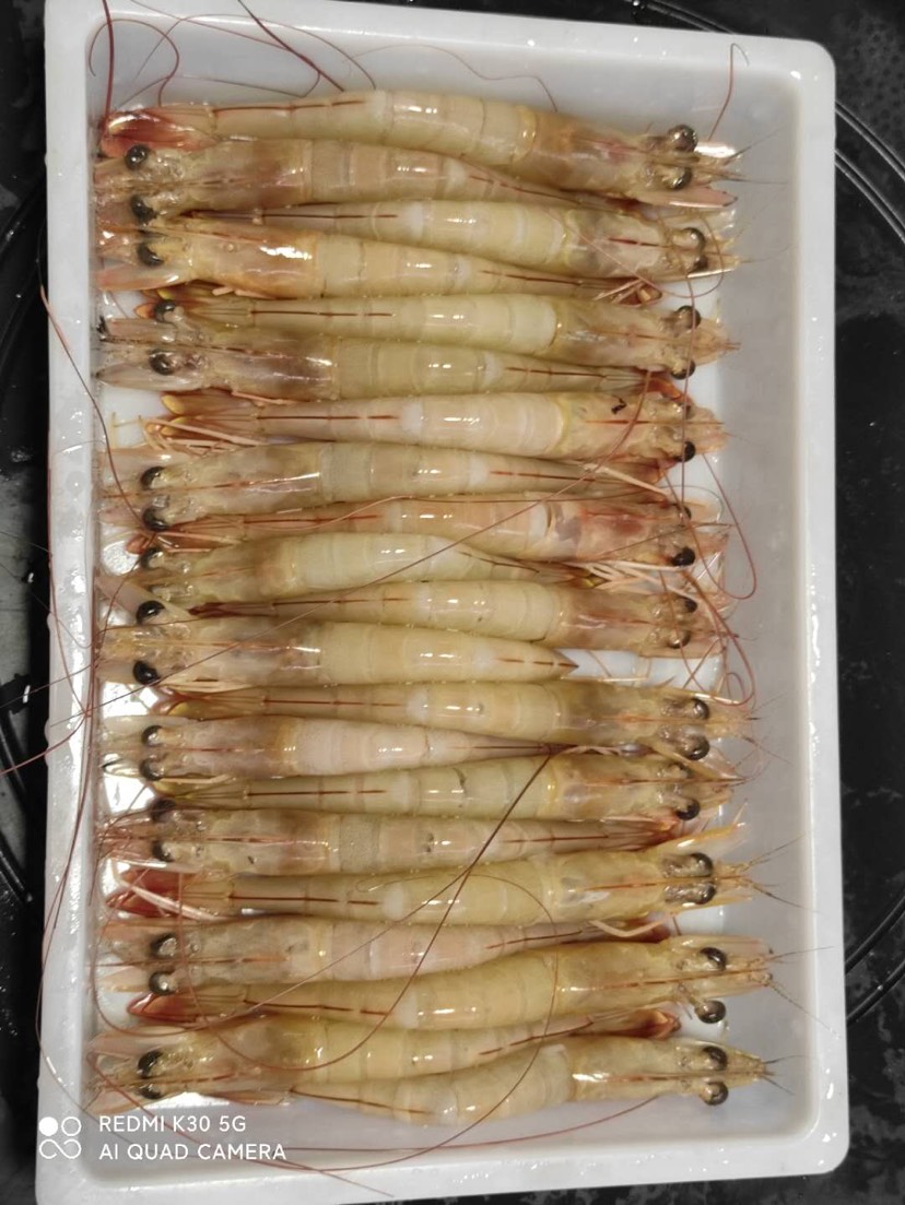 中国对虾  国产北部湾海域鲜活超大海虾明虾500g 当天急冻涠洲岛海鲜水