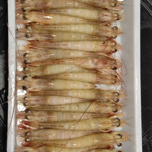 北海中国对虾  国产北部湾海域鲜活超大海虾明虾500g 当天急冻涠洲岛海鲜水