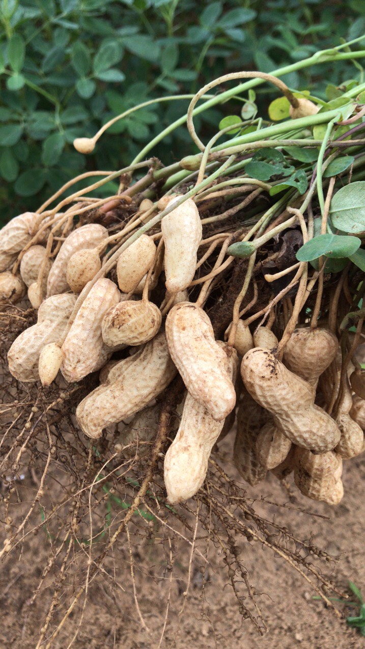 鲜花生  精品新鲜大白沙