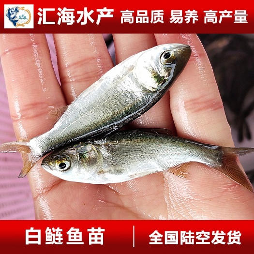 广州白鲢鱼苗  广州渔场直供 扁鱼苗 白鲢水花