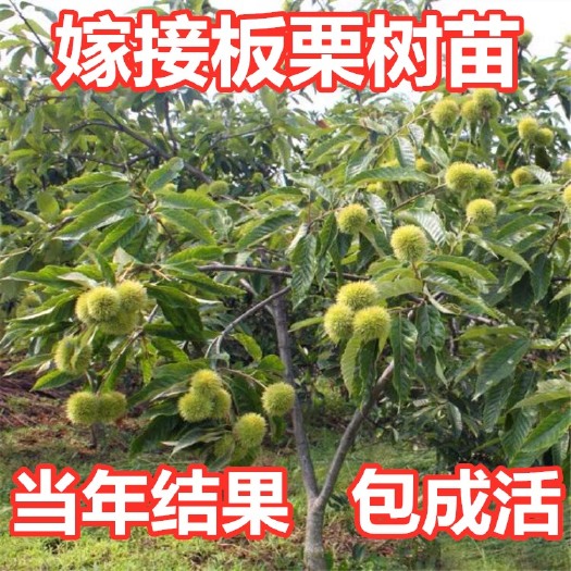 平邑县 大红袍板栗苗，当年结果苗，嫁接苗保证品种，确保成活，基地直销
