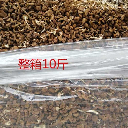 南平普通茶树菇 新鲜茶树菇大量供应
