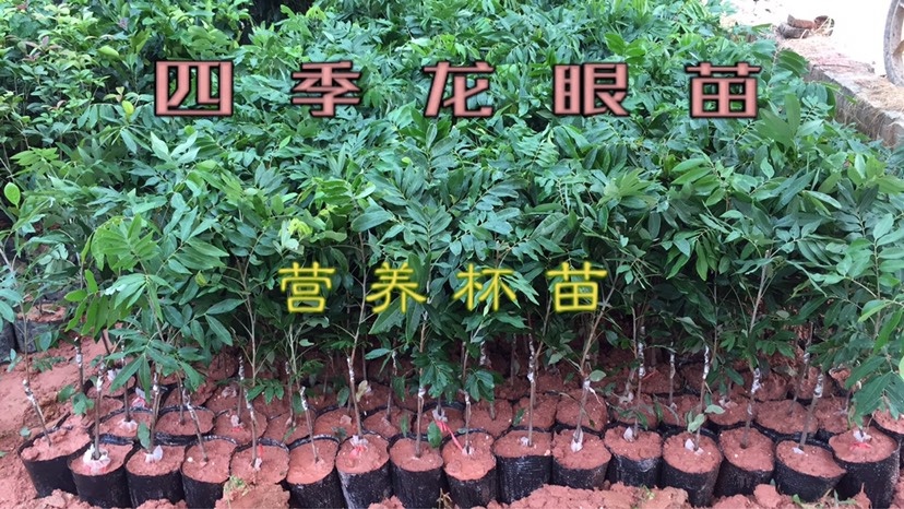 高州市四季蜜龙眼苗  四季龙眼苗 双季龙眼苗 裸根/泥球/营养杯苗