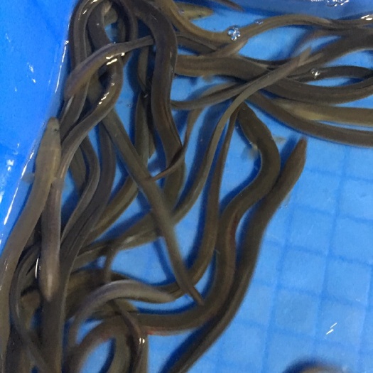 博罗县鳗鱼苗 《精选》白鳝鱼苗 苗 日本鳗苗 抗病力强 易养殖