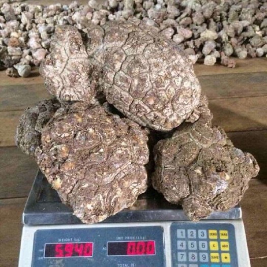 昆明 印尼虎乳菌虎奶菇一手大货批发