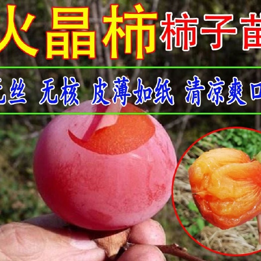 平邑县 火晶柿子苗 自然无核 甜而不腻 甜度高 基地现挖直销保证纯度