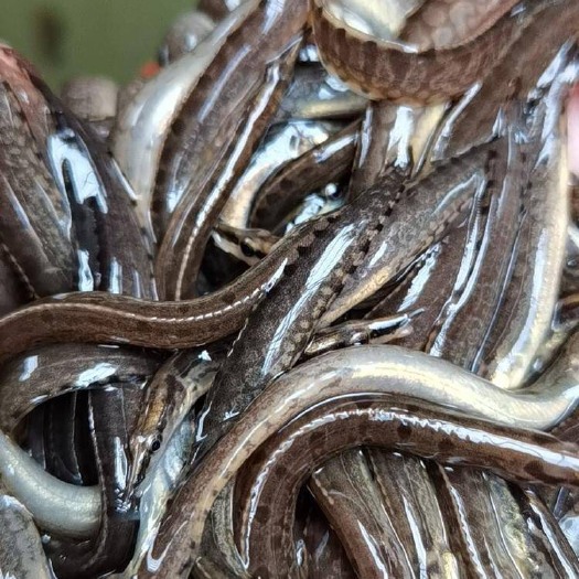 儋州市 大量刀鳅刺鳅猪麻锯鱼苗出售2/3公分7/10公分