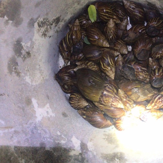 阳春市非洲蜗牛  黑肉有货，欢迎老板来扰